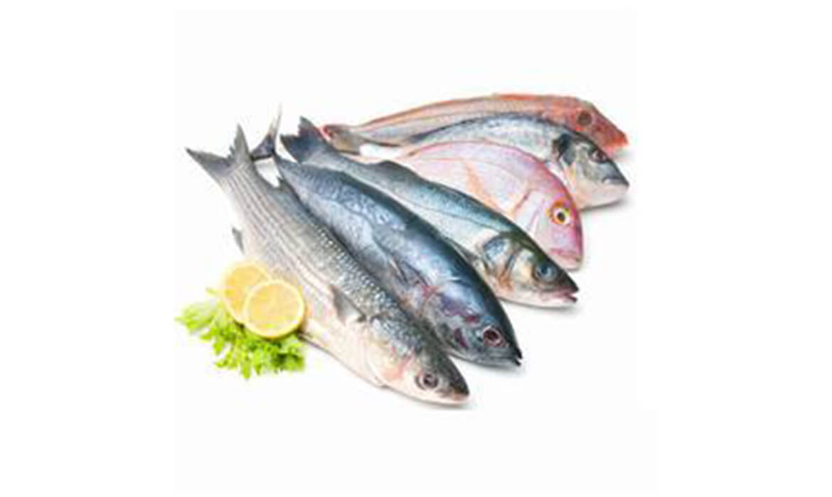 Marine Food Supplies Manufacturer and Supplier in Bangalore